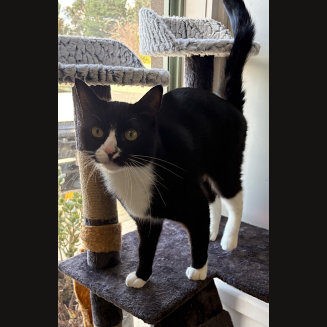 Photo of Zorro