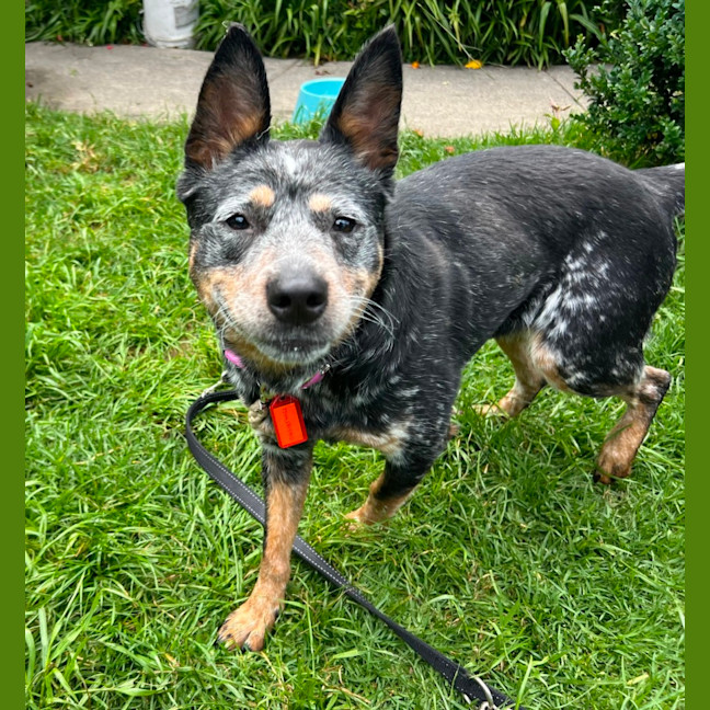 Photo of Indie