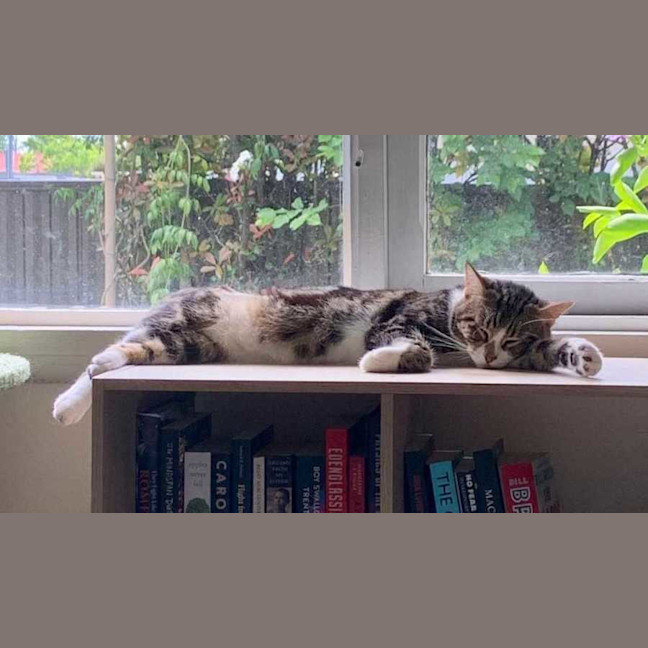 Photo of Maple
