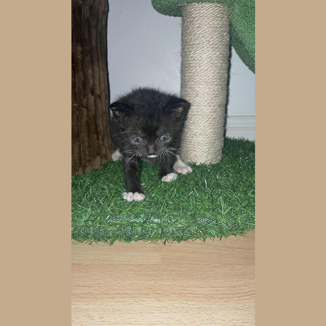 Photo of Sylvester And Frankie 