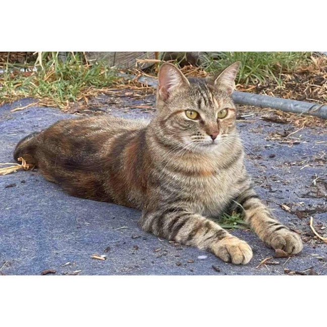 Photo of 11901   Brindle