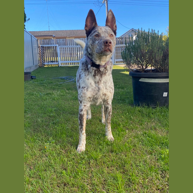 Photo of Willow   5 Year Old Cattle Dog X Kelpie