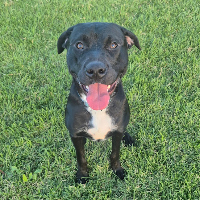 Photo of Oreo
