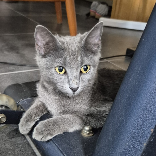 Photo of Sapphire