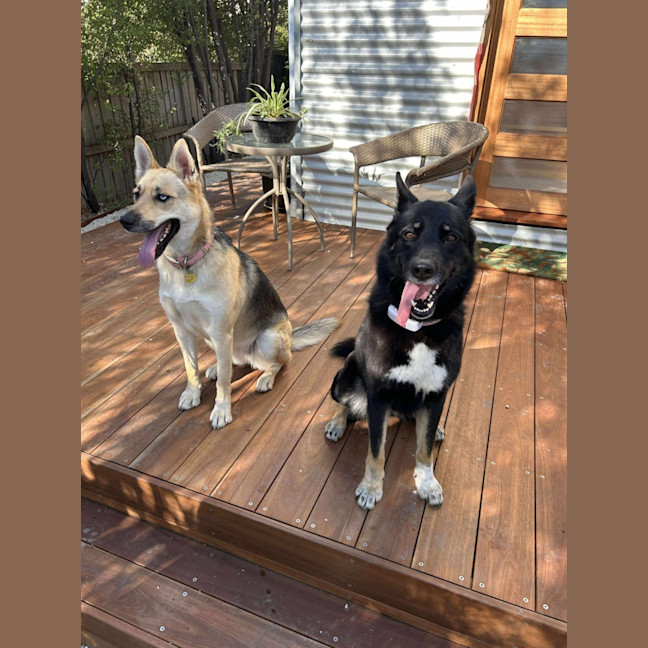 Photo of Black Forest