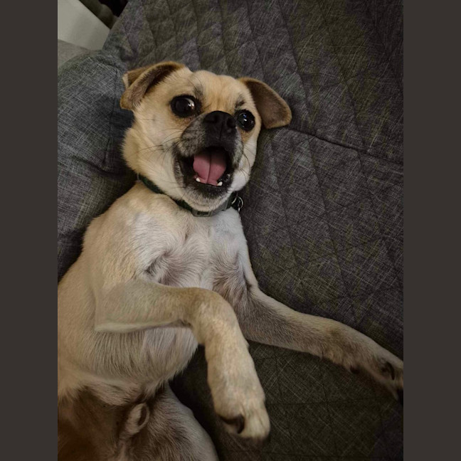 Photo of Bailey