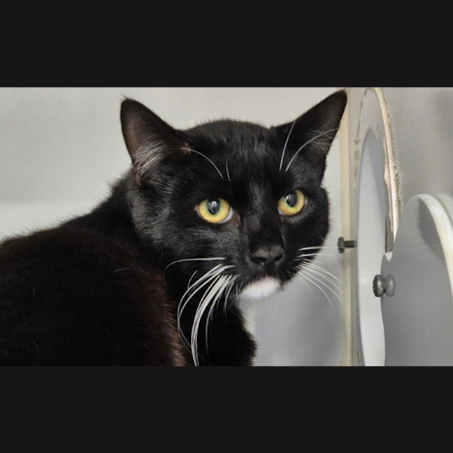 Photo of Amos