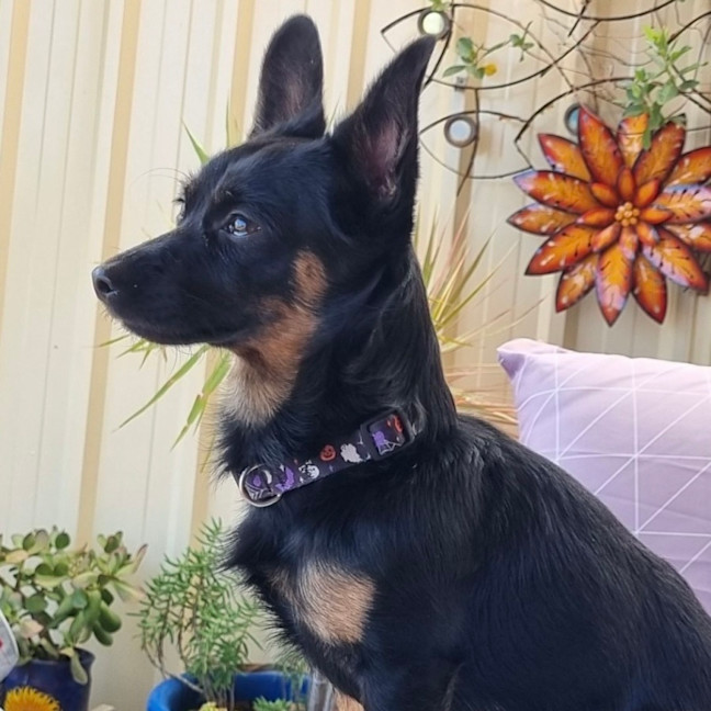 Photo of Henry! Loving, Happy Family Boy 