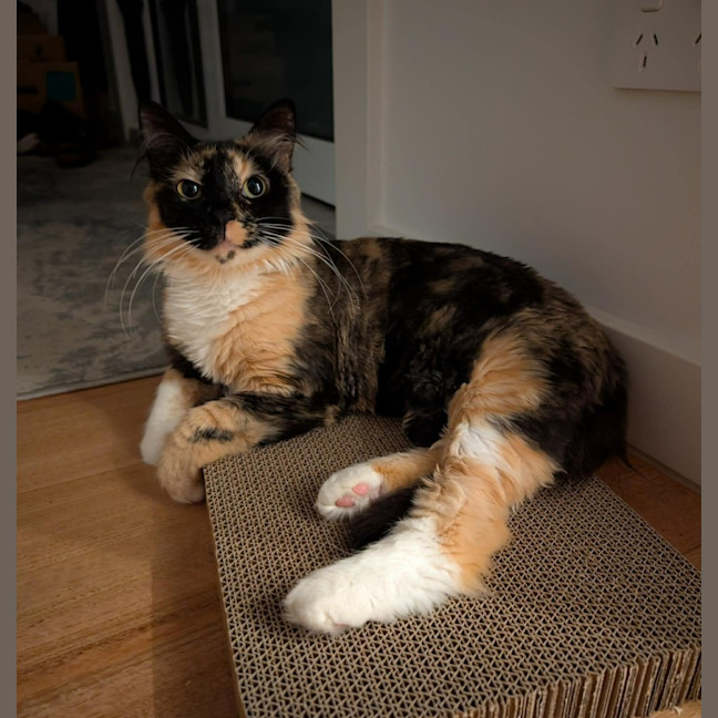 Photo of Charlotte   In Foster Care In Brunswick East