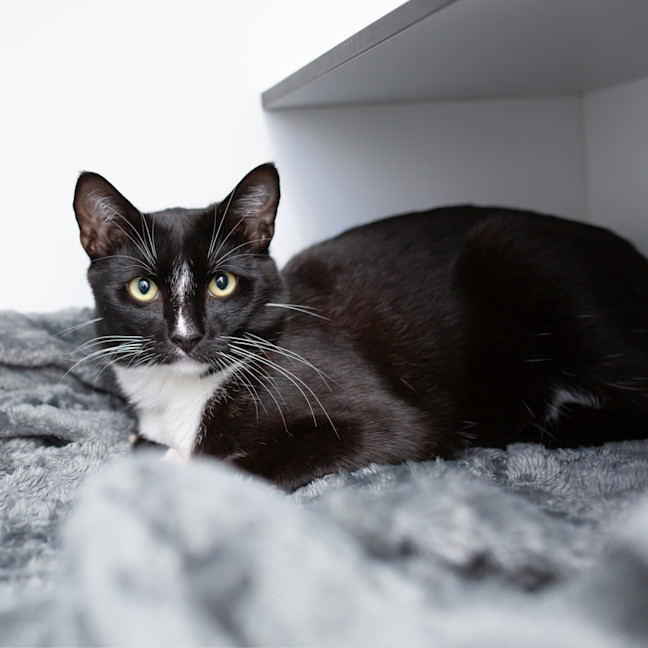 Photo of Jetson