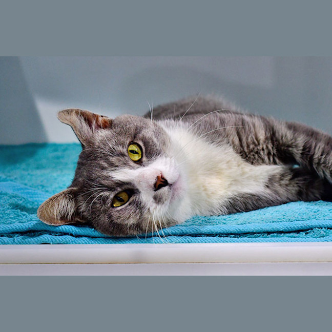 Photo of Squishmallow