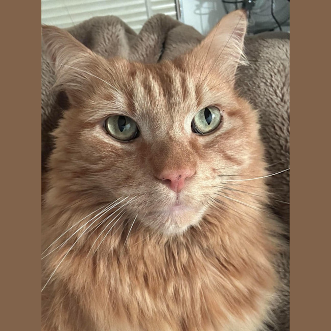 Photo of Gus   In Foster Care In Oak Park