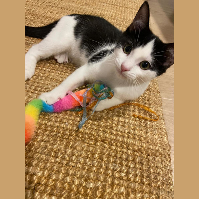 Photo of Arlo
