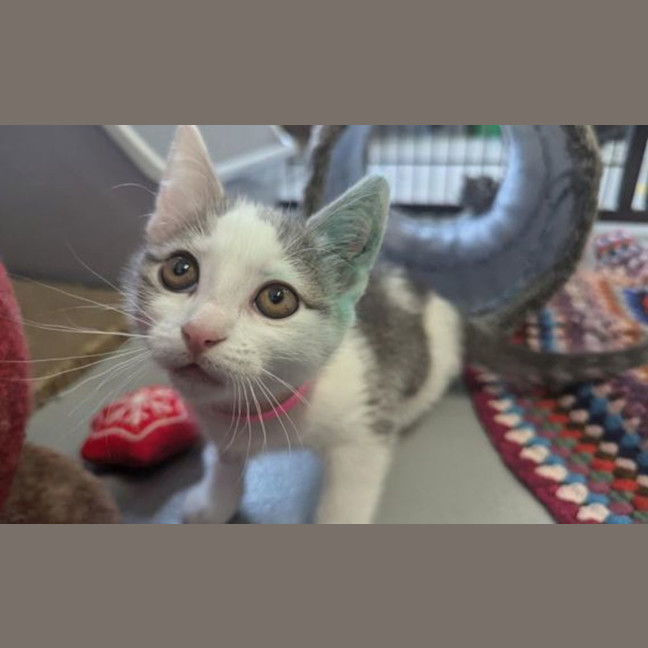 Photo of Kiki