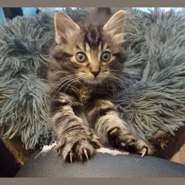 Photo of Toto
