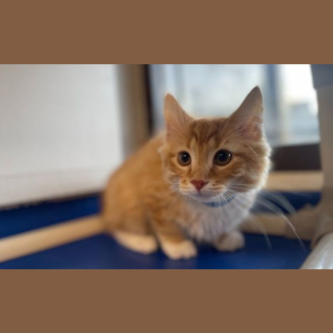 Photo of Mango