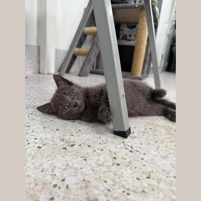 Photo of Pebbles