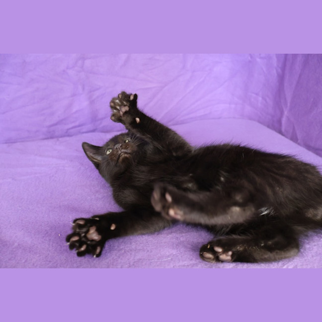 Photo of Tails