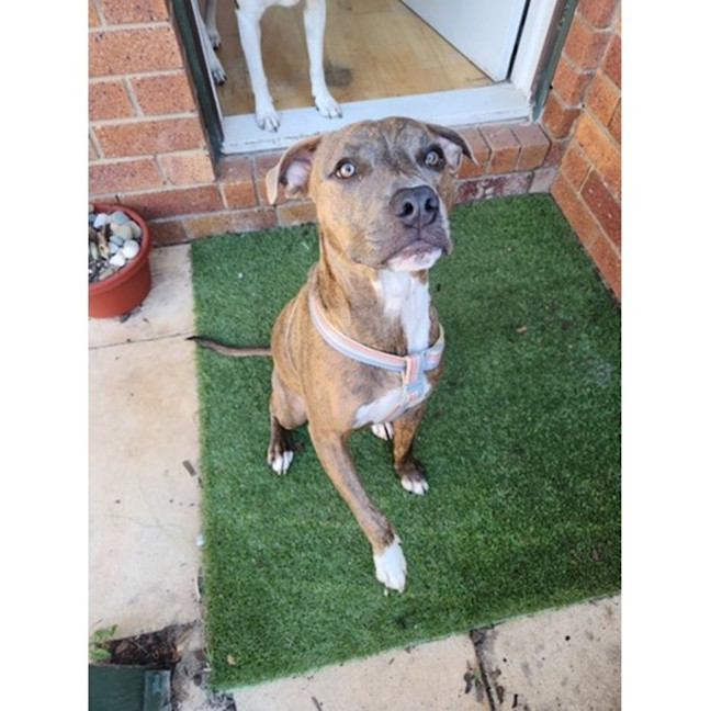 Photo of Tornado *$250 Adoption Fee*