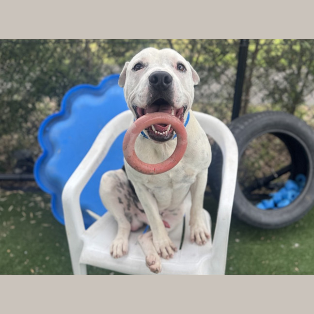 Photo of Frankenstein Imp 2842