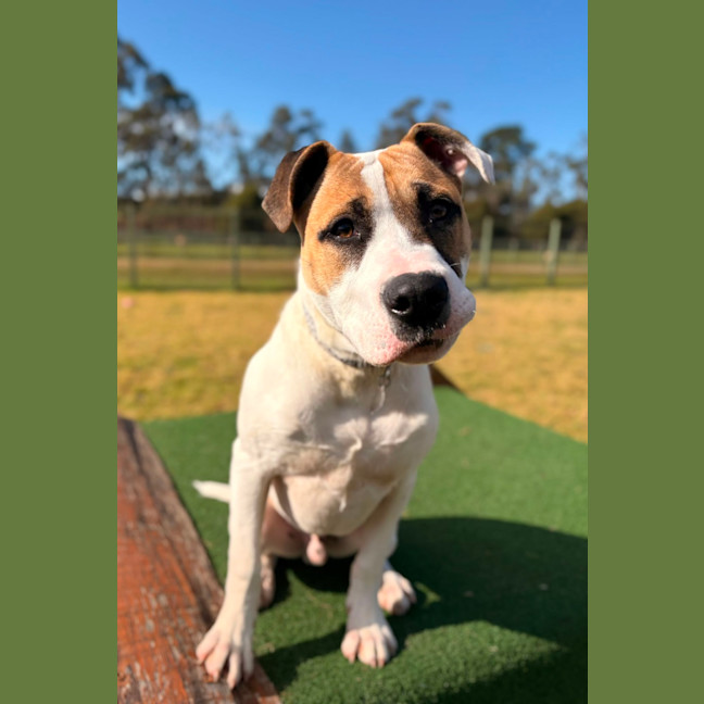 Photo of Archie