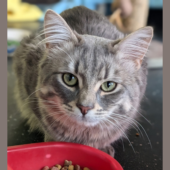 Photo of Little Booty Ham Sandwich