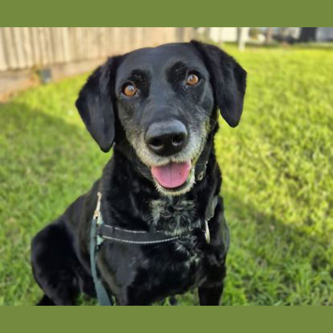 Photo of Luna