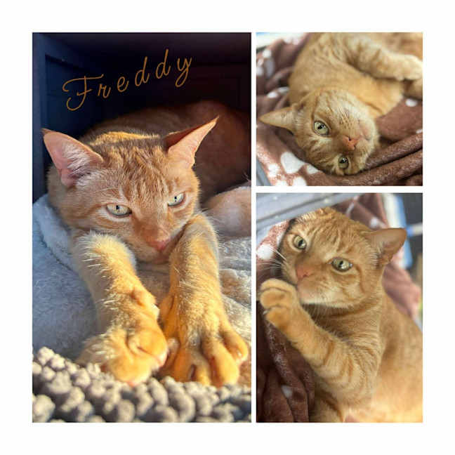 Photo of Freddy