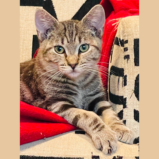 Photo of Skylar   Located In Pascoe Vale 