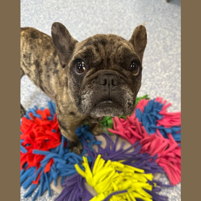 Photo of Luna