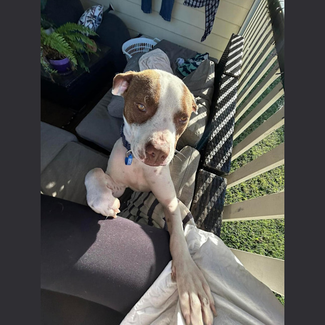 Photo of Duke