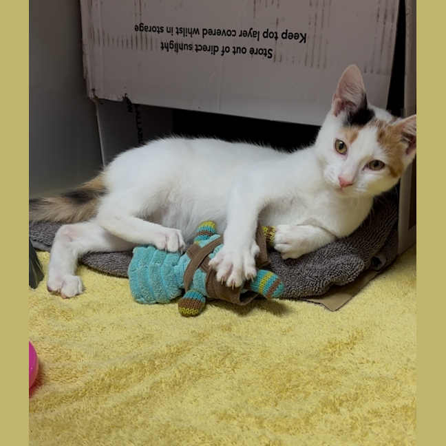 Photo of Patches