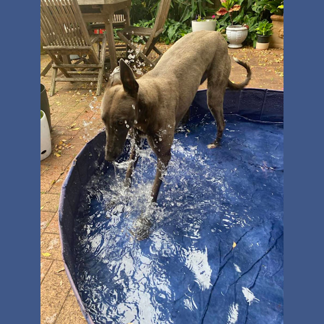 Photo of Meeka, The Loveable Young Rescue Greyhound