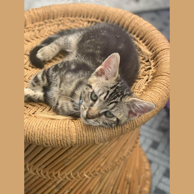 Photo of Pie