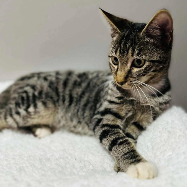 Photo of 12202   Barry