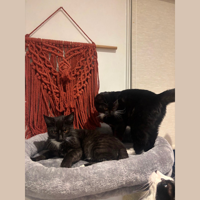 Photo of Crunchy Meet Me@Petstock Chelsea 