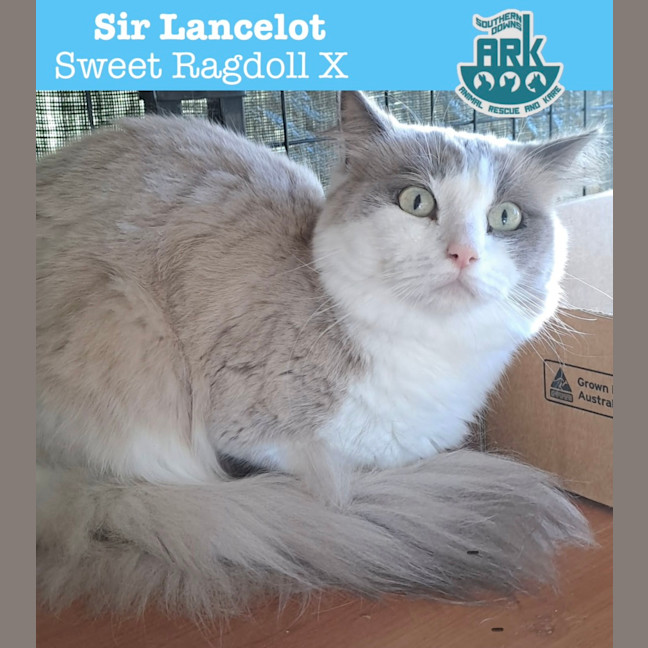 Photo of Sir Lancelot
