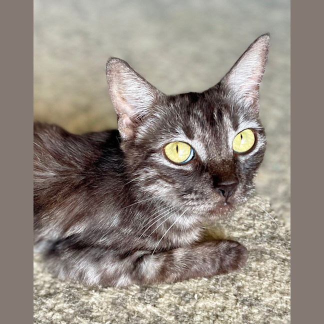 Photo of Nova