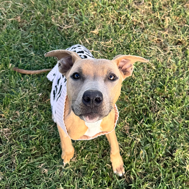 Photo of Waffles