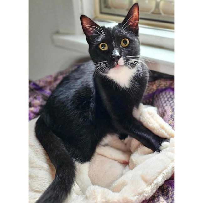 Photo of 11884   Pandora  