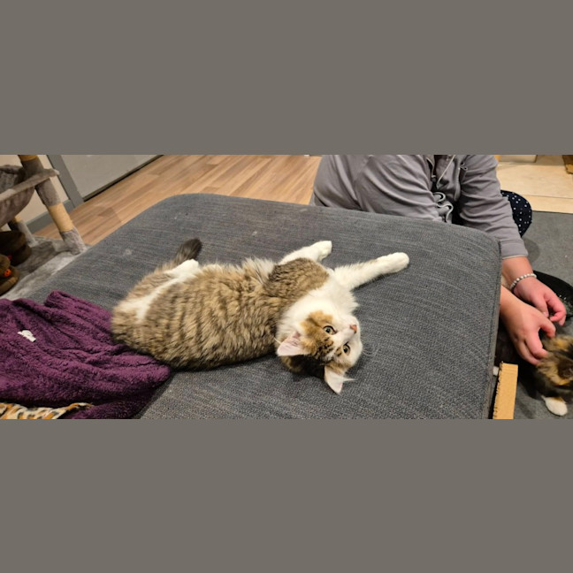 Photo of Sarsaparilla  *9 Lives Project Rescue*