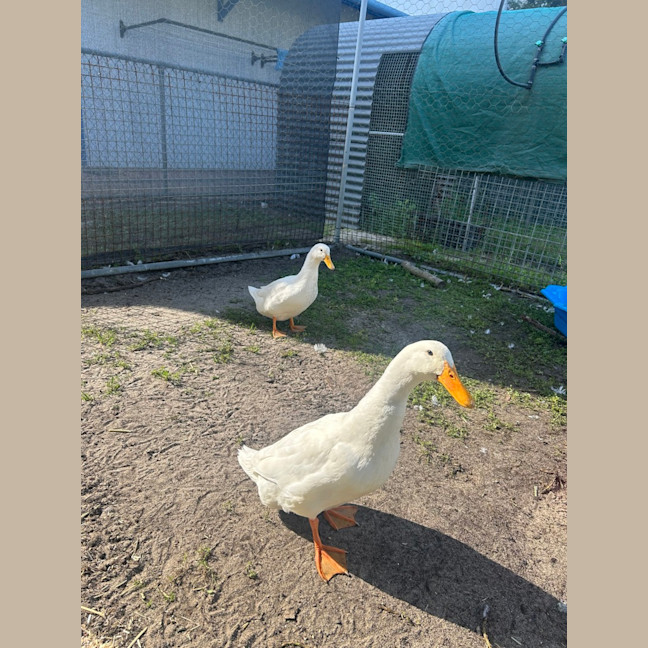 Photo of Daffy 