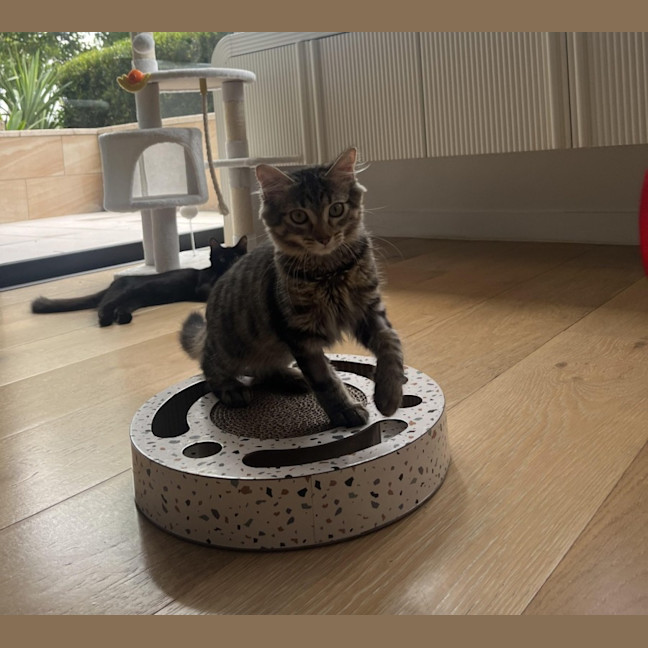 Photo of Lemon Balm *Adoption Pending*