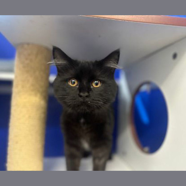 Photo of Shadow Nessy