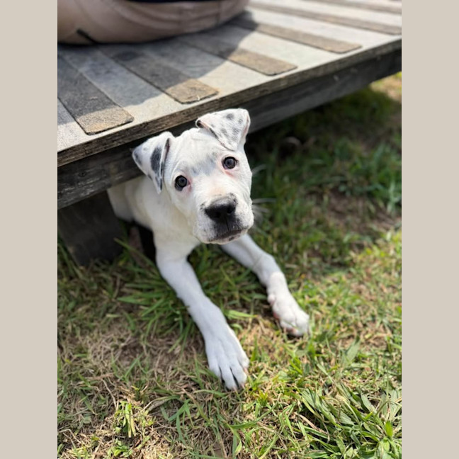 Photo of Tilly