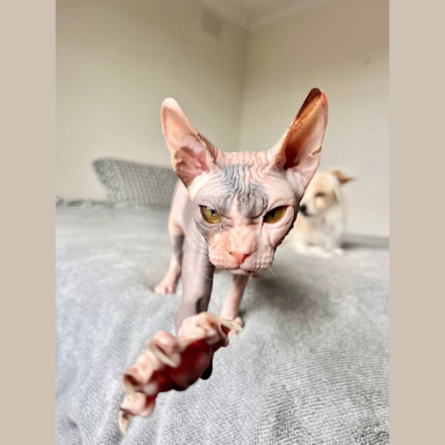 Photo of Echo (Was Roxanne)