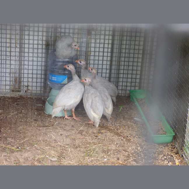 Photo of Baby Guinea Fowls