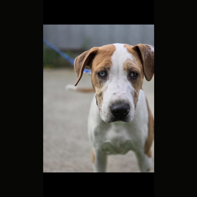 Photo of Cornetto   Rhodesian Ridgeback Mix