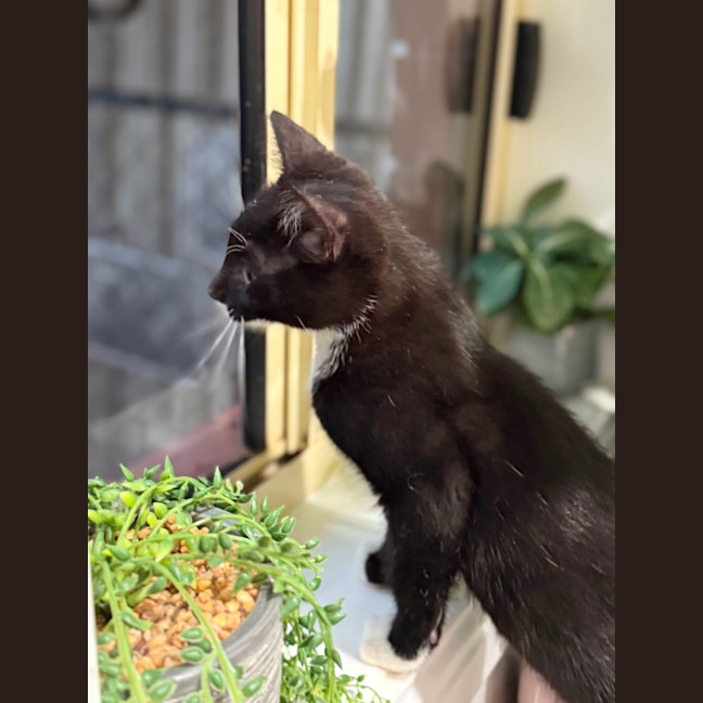 Photo of Jazz Boy 