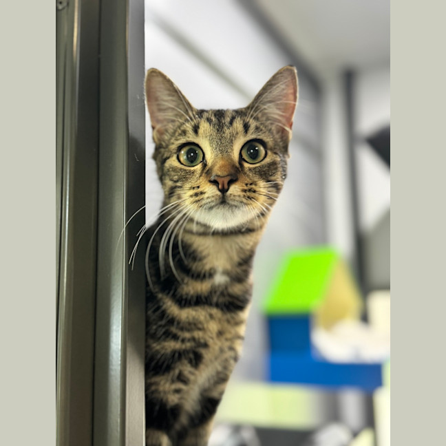 Photo of Onyx